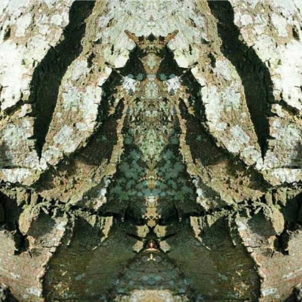 ‘Daoine Crainn’ Project - Beech Queen